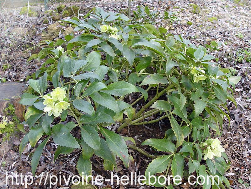 argurifolius_