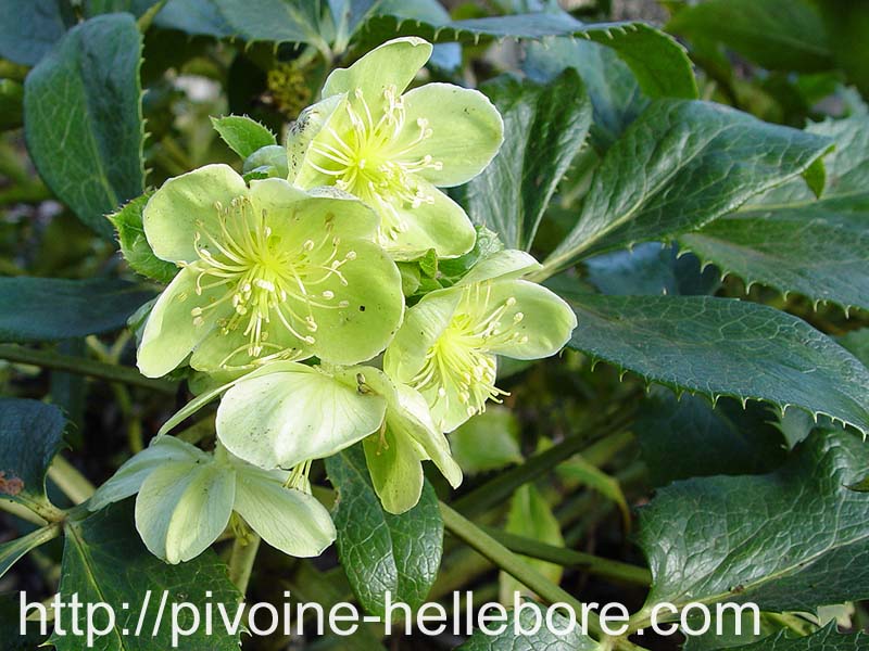 argutifolius