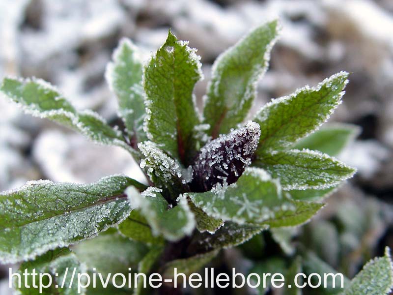 ballard_givre