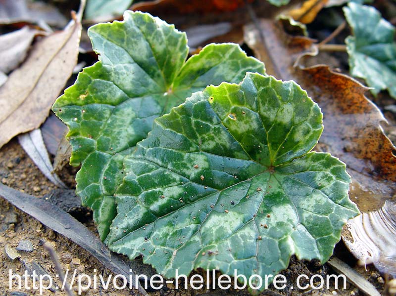 cyclamen_hederifolium