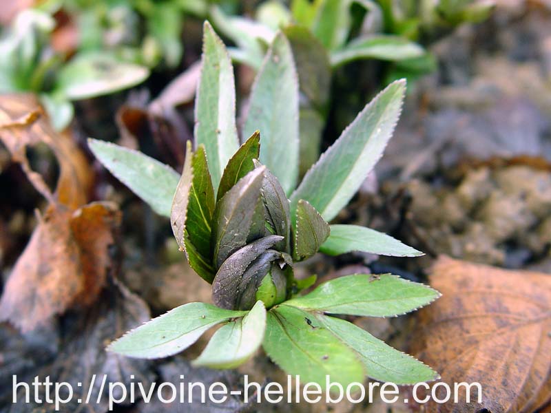 dumetorum