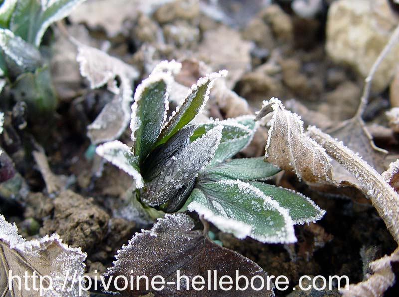 dumetorum_givre