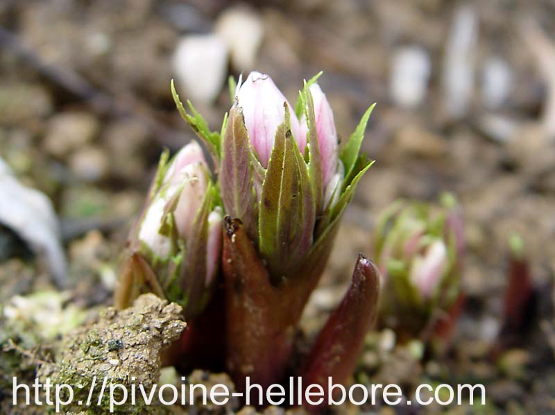 thibetanus