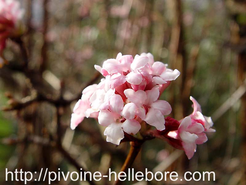 viburnum_bodnantense