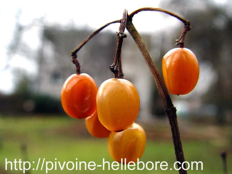 viburnum_opulus_xanthocarpum