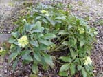 argurifolius_
