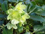 argutifolius