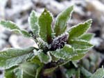 ballard_givre