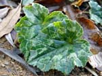 cyclamen_hederifolium