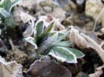 dumetorum_givre