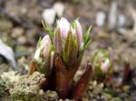 thibetanus