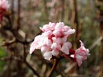 viburnum_bodnantense