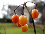 viburnum_opulus_xanthocarpum
