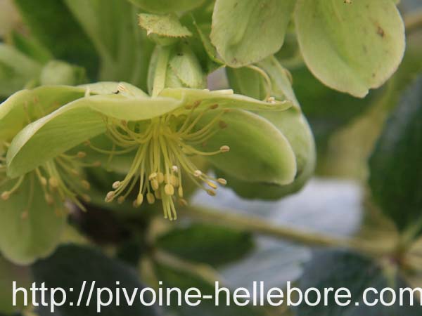 argutifolius