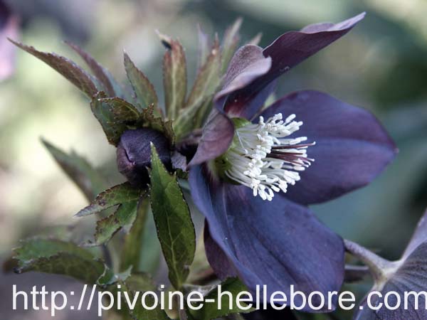 blue_lady_2_