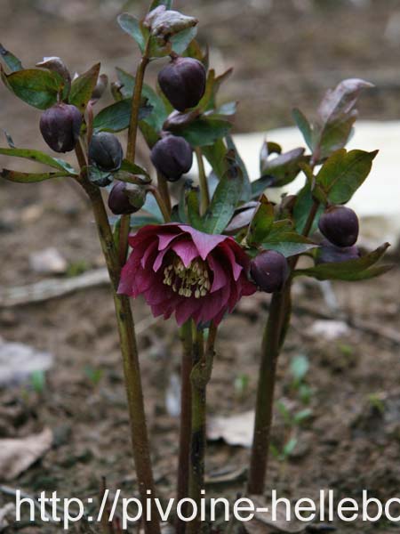 framboise_dble