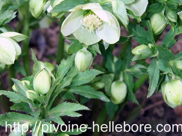 or_orientalis_rb