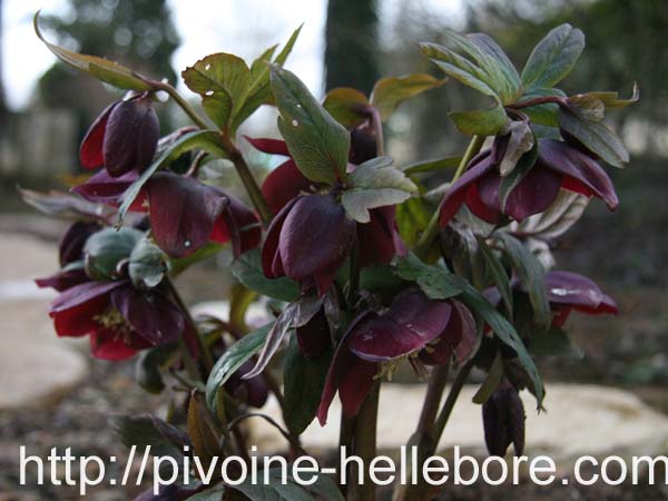 prune_ecr_largt_et1