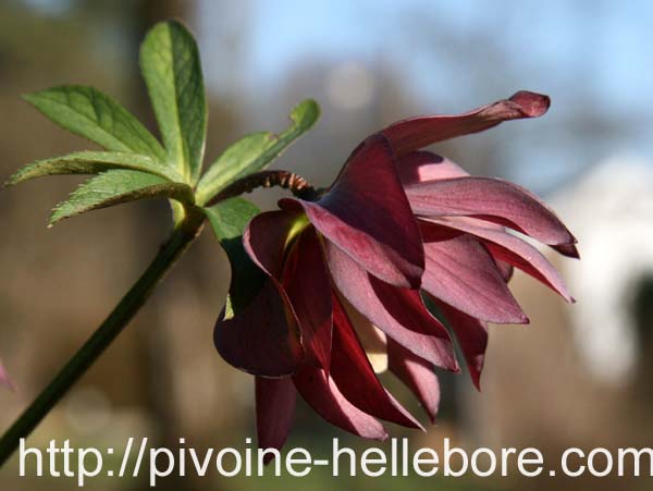 rge_dble_etoile_DS