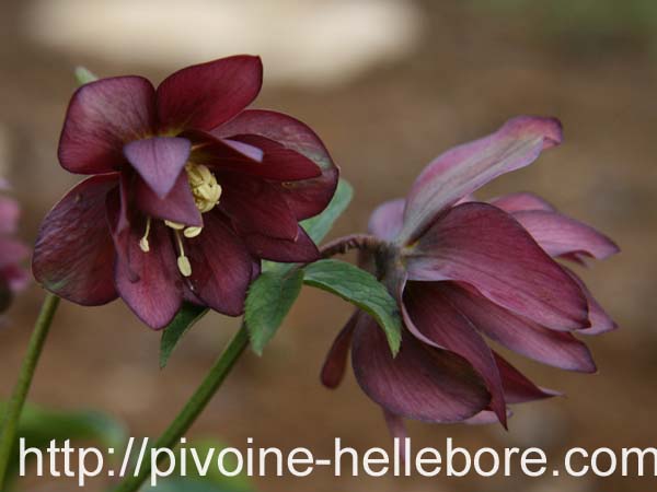 rge_dble_etoile_ds1