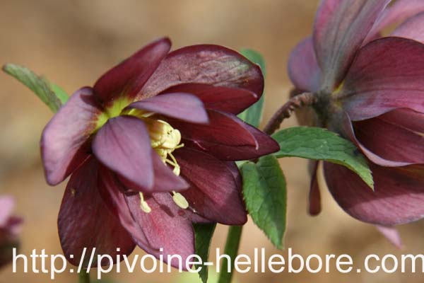 rge_dble_etoile_ds2