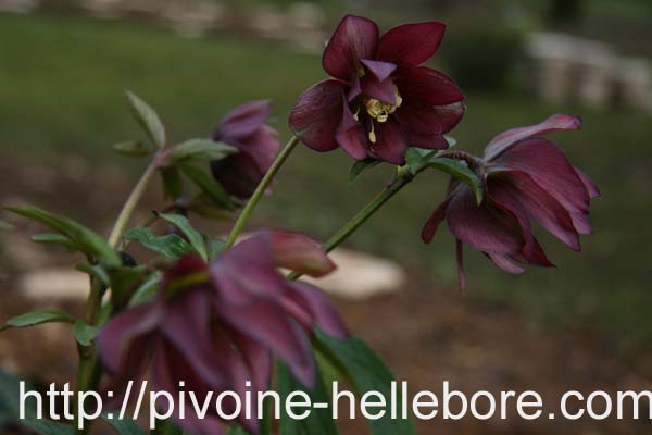 rge_dble_etoile_ds3