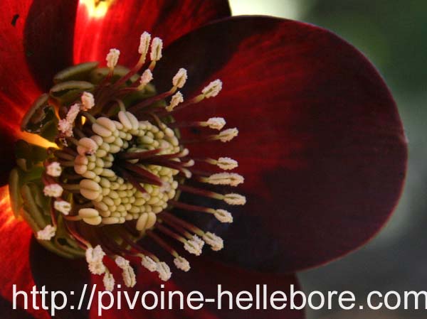 velours_fonce_js