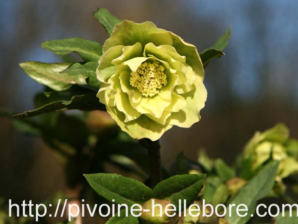 washfield_dble_jaune_h