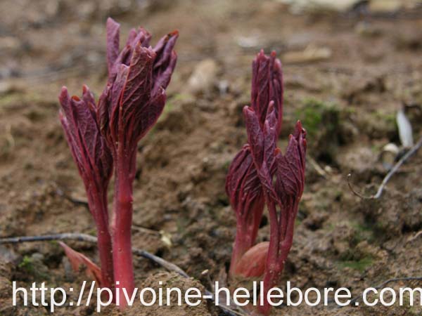 x_lagodechiana