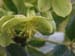 argutifolius