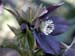 blue_lady_2_