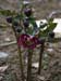 framboise_dble