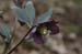 gris_bleu_vp2