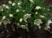 or_caucasicus1