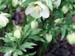 or_orientalis_rb
