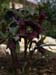 prune_ecr_largt_et2