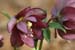 rge_dble_etoile_ds2
