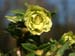 washfield_dble_jaune_h