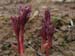 x_lagodechiana