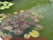 02_les_tropicaux