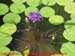 04_les_tropicaux