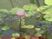 06_les_tropicaux