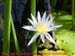 09_les_tropicaux
