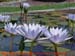 12_les_tropicaux