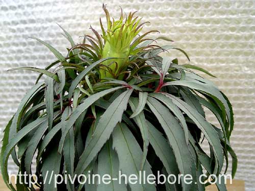 foetidus_red_silver1