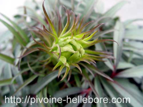 foetidus_red_silver2