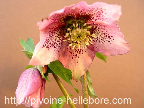 rose_ponctue_gr_etoile