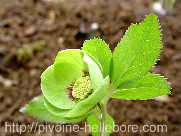 emeraudecoeurgrenat_vp