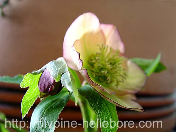 extsanguinintpechverte__w