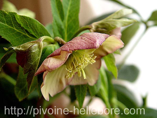 extsanguinintpechverte_w